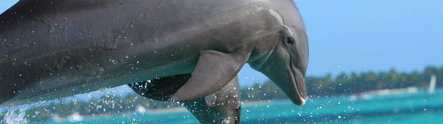 slide2_dolphin_855574.jpg - slide2_dolphin_855574.jpg