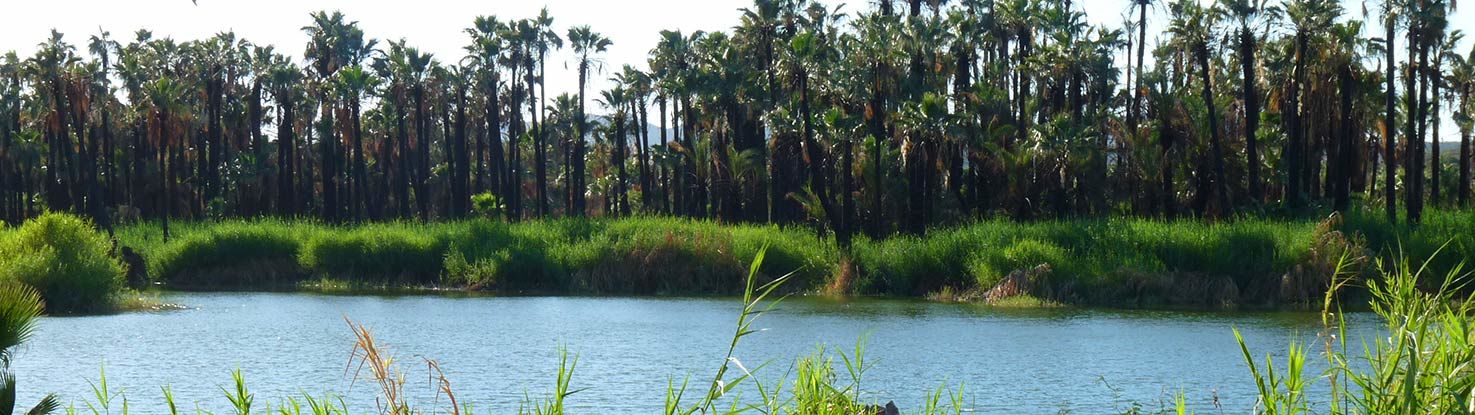 slide3_oasis_2136306.jpg - slide3_oasis_2136306.jpg