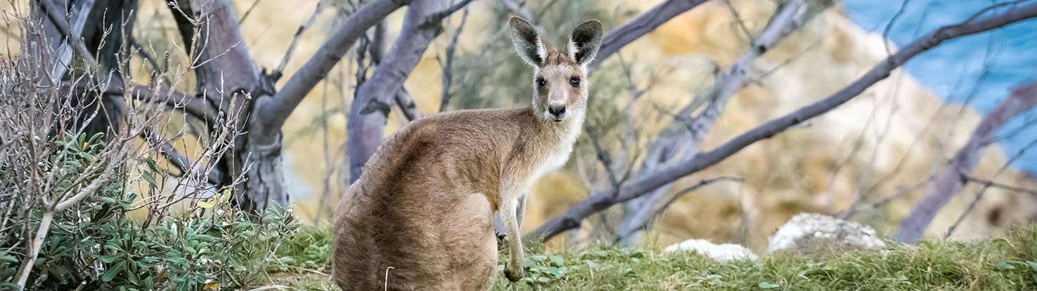 slide_3_australia.jpg - slide_3_australia.jpg