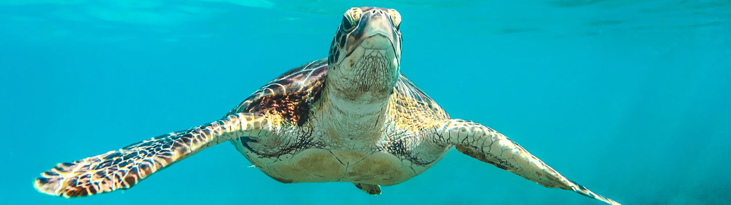 slide_2_barbados.jpg - slide_2_barbados.jpg